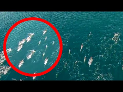 Youtube: Mermaids Caught on Tape by DRONE