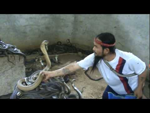 Youtube: Man Selecting Cobras For Snake Show. Selection of snakes for the "snake show".Cobra SLAP