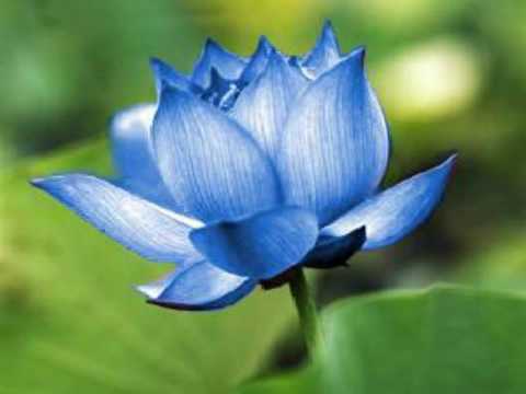 Youtube: The Lotus Sutra