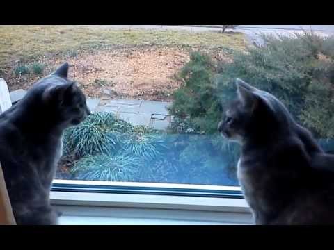Youtube: Two cats having a conversation