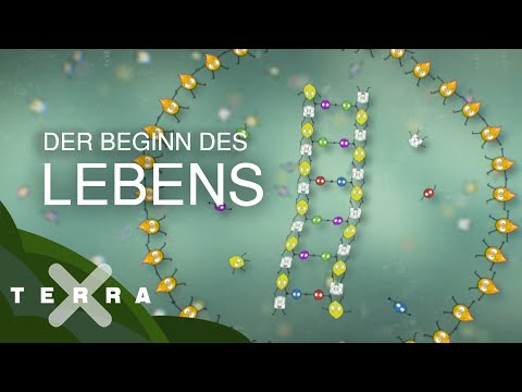 Youtube: So faszinierend beginnt das Leben | Terra X
