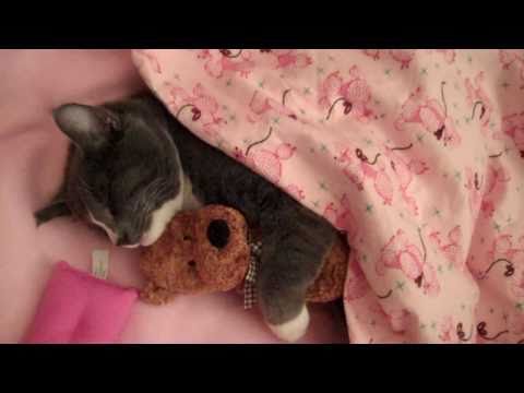 Youtube: Cute Kitty Cat Loves to Hug His Teddy Bear