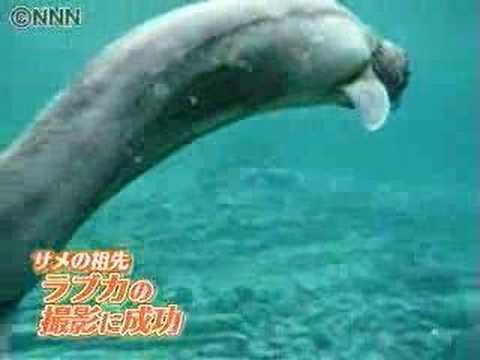 Youtube: New Shark discovered