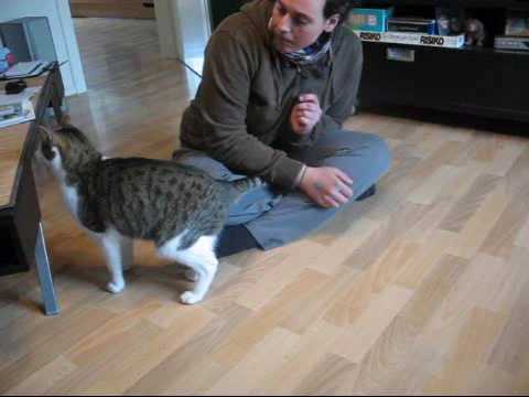 Youtube: Clickertraining Katze