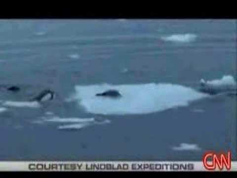 Youtube: Smart Orcas