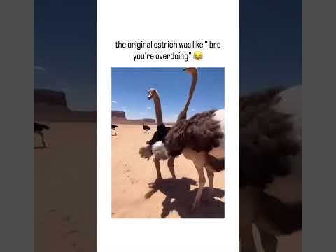 Youtube: This Ostrich is Going CRAZY 😂 #animals #shorts #funny