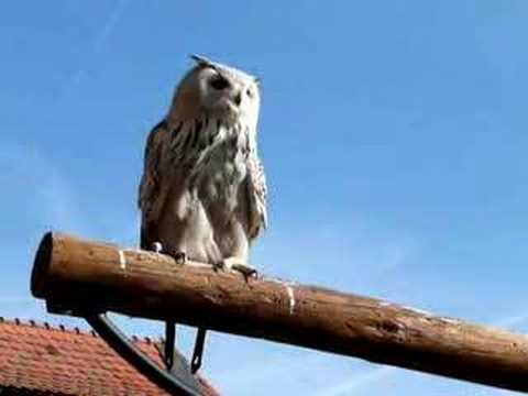 Youtube: screaming white owl