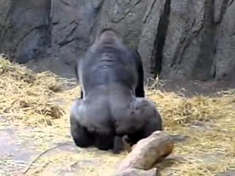 Youtube: Gorilla Fight (or not..)!!The biggest battle of 2010