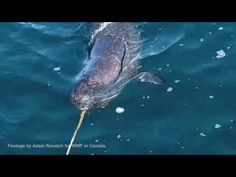 Youtube: Narwhal Tusk Behaviour