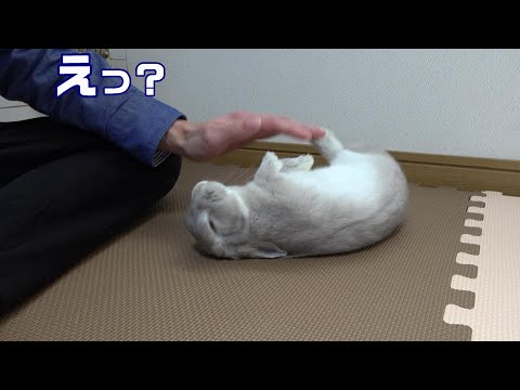 Youtube: なでなでしてたらうさぎさんがひっくり返った