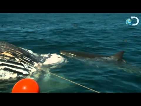 Youtube: Shark Week 2011- Great White Slam Dance.