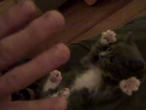 Youtube: Babykatze spielt