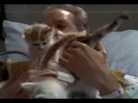 Youtube: Scrubs - Kätzchen gegen Herzstillstand