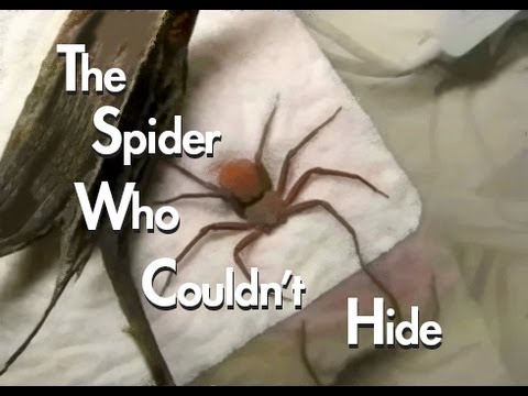 Youtube: The Spider Who Couldn't Hide