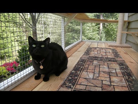 Youtube: Catio Life: WILDLIFE WATCHER CATIO by Catio Spaces