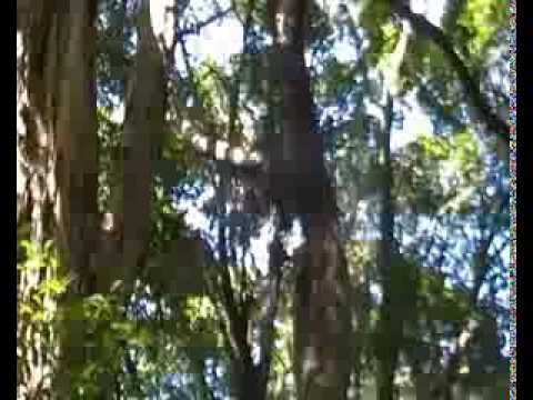 Youtube: Channel Billed Cuckoo calls