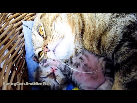 Youtube: Cute little Kittens Meowing and Talking  | Part 1