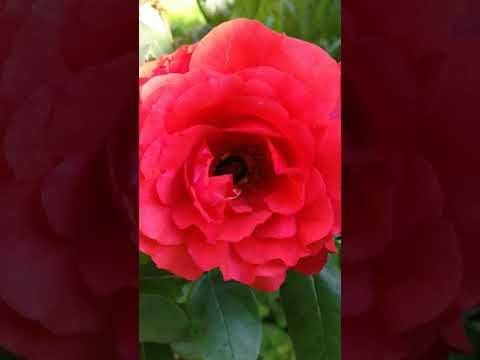 Youtube: hummel in rose
