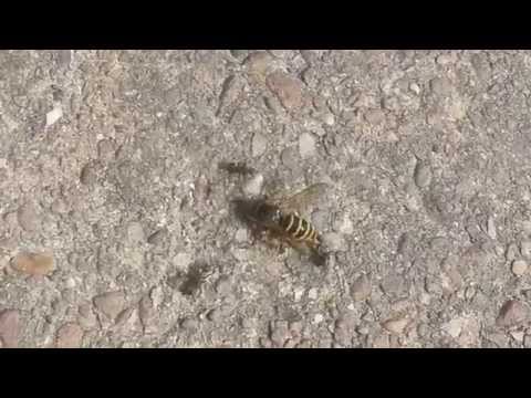 Youtube: Bee vs. Ants I Biene vs. Ameisen I Natur Extrem