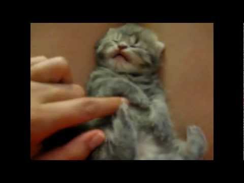 Youtube: Epic cat videos! Cute, funny and scary kitten all in one!