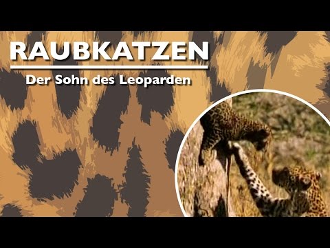 Youtube: Raubkatzen - Der Sohn des Leoparden (2006) [Dokumentation] | Film (deutsch)