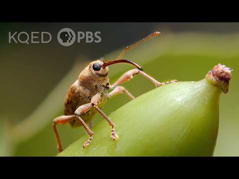 Youtube: This Weevil Has Puppet Vibes But Drills Like a Power Tool | Deep Look