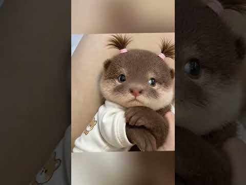 Youtube: This cute otter just wants endless belly rubs 🥺❤️ #shorts #cuteanimals #otter #funnyanimals #aww