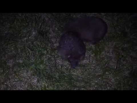 Youtube: Hedgehogs deeply in love - Igel im Liebesrausch - Gaukönigshofen 2012