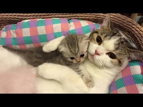 Youtube: Mother Cat and Cute Kittens - Best Family Cats Comilation 2018