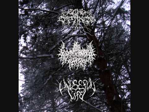 Youtube: Unuseful Life - For Worms -split 2013