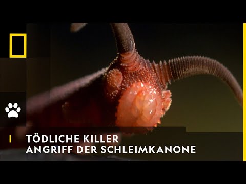Youtube: TÖDLICHE KILLER - Angriff der Schleimkanone | National Geographic