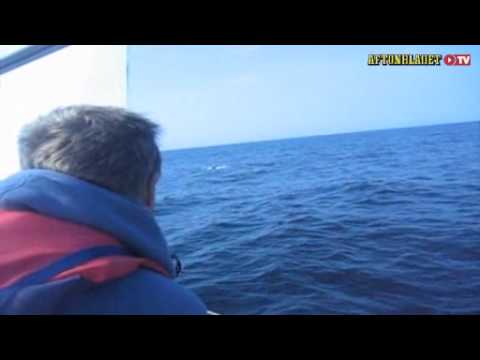 Youtube: submarine?..shark?..UFO?? what the hell is it!!!