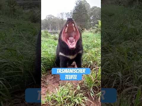 Youtube: Tasmanischer Teufel – der lauteste Killer Australiens