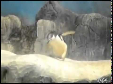 Youtube: Dubstep Penguin