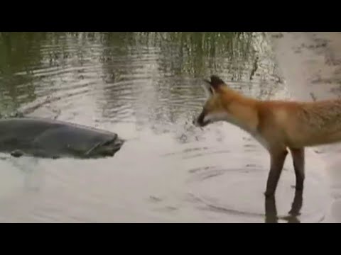 Youtube: CATFISH VS FOX by Catfish World
