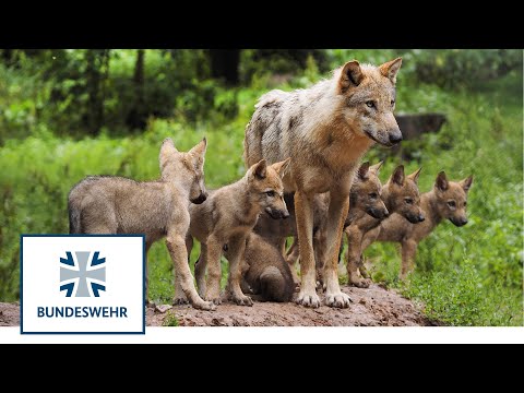 Youtube: Wölfe – bedroht oder bedrohlich? | Artenvielfalt auf Truppenübungsplätzen | Bundeswehr