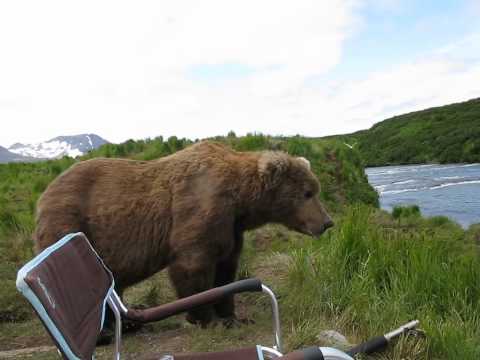 Youtube: bear sits next to guy