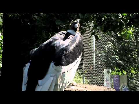 Youtube: "Der Andenkondor-größter Geier der Welt"-Live Video von Wolfgang Schmökel