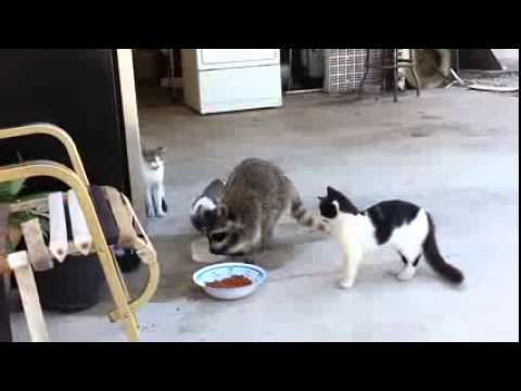 Youtube: Ein Waschbär isst Katzenfutter