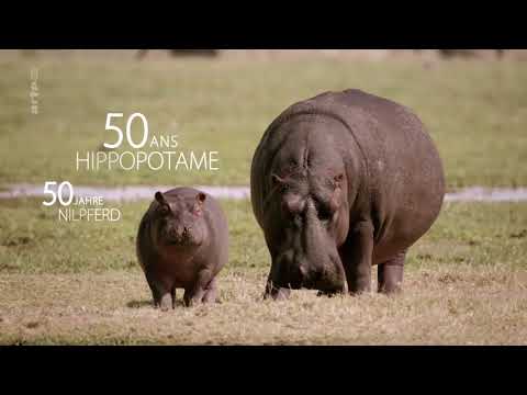 Youtube: Doku -  Umwelt und Natur Tierisch alt! Lange leben