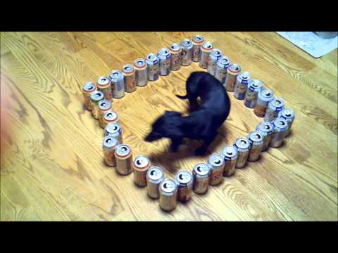 Youtube: dumb vs. smart wiener dog