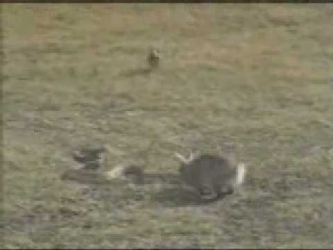 Youtube: Rabbit chasing a big snake must see....