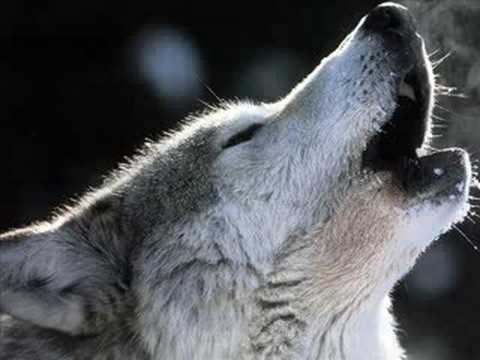 Youtube: Enya - Crying Wolf - le chant du Loup