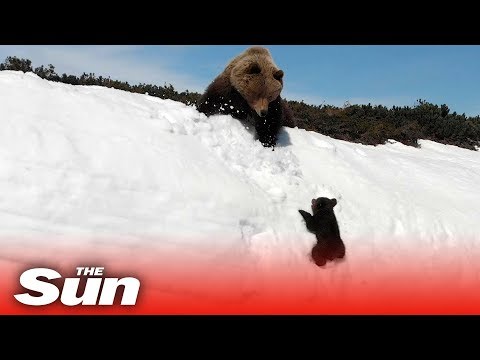 Youtube: Bear cub climbs mountain to reunite with mama bear
