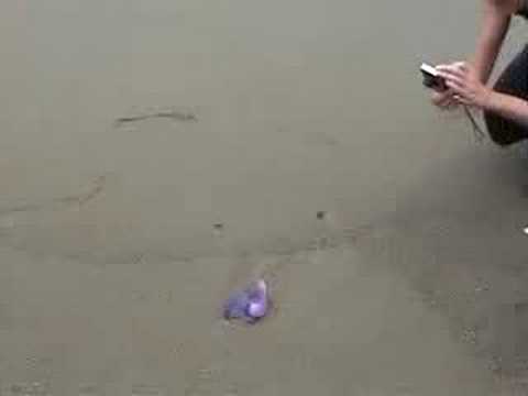 Youtube: Portuguese Man-O-War, Portugiesische Galeere