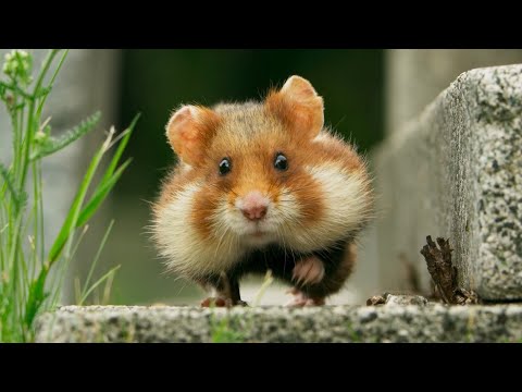 Youtube: Wild Hamster Has A Graveyard Feast | Seven Worlds, One Planet | BBC Earth