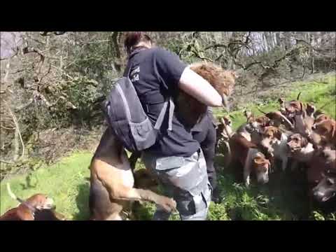 Youtube: Hunt saboteurs risk life and limb wading into pack of baying hounds to retrieve body of fox