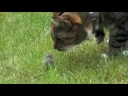 Youtube: Cat hunts and catches mouse