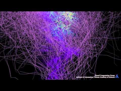 Youtube: Mouse Hippocampus Network Simulation