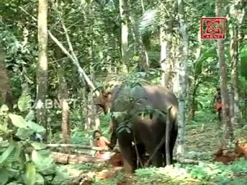 Youtube: Elephant Amok Kerala dart by Dr Sabu C Isaac